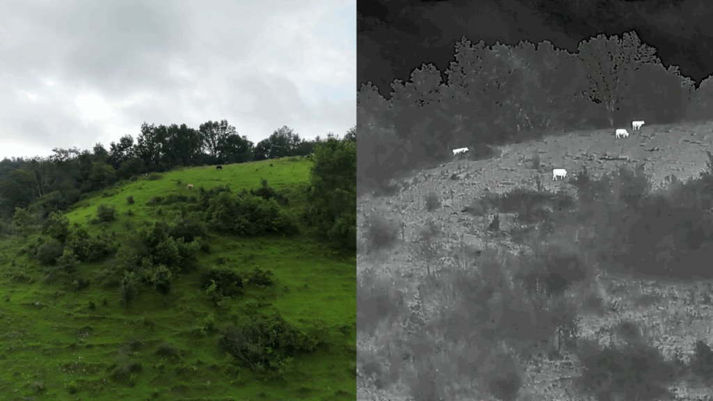 Drone Services Make Livestock Management Easy With Thermal Imaging
