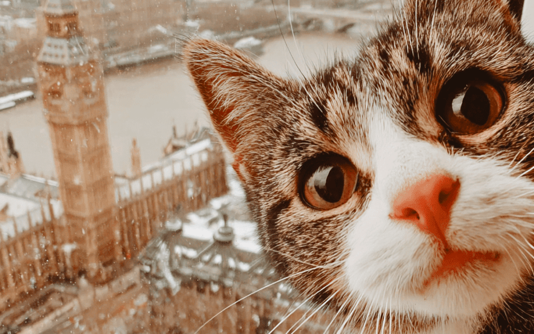 Video Dominance: Why Short Clips Are Still Crushing It