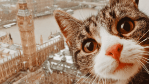 Short Form Video Holds the Most Video Dominance for Types of Social Media Marketing Content.