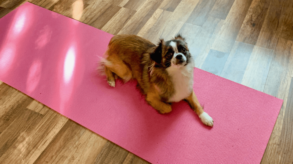 Dog Laying on a Yoga Mat Refusing to Move.